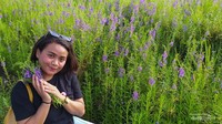 Padang bunga lavender yang mengagumkan