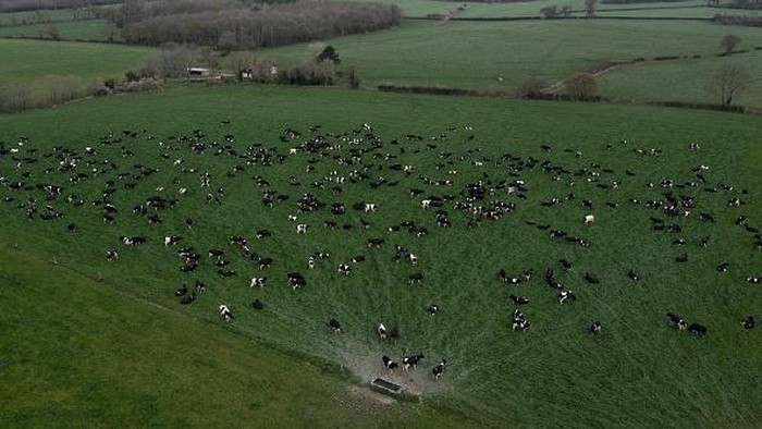 Perang di Ukraina Berdampak ke Peternakan Sapi Perah di Inggris ASHFORD, KENT - APRIL 13: A dairy herd of Friesian cows are milked at PHR Farms on April 13, 2022 in Ashford, Kent. Inflation on farm running costs has risen steadily since the beginning of 2021, coupled with the war in Ukraine affecting the price of fertiliser and diesel the cost of British milk is expected to rise by up to 50% in the coming months. (Photo by Dan Kitwood/Getty Images)