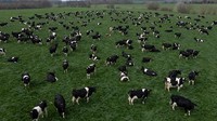 Kawanan sapi perah dibiarkan keluar untuk mencari makan di ladang setelah diperah di PHR Farm.  