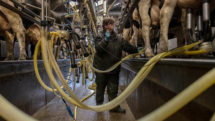 Perang di Ukraina Berdampak ke Peternakan Sapi Perah di Inggris ASHFORD, KENT - APRIL 13: A dairy herd of Friesian cows are milked at PHR Farms on April 13, 2022 in Ashford, Kent. Inflation on farm running costs has risen steadily since the beginning of 2021, coupled with the war in Ukraine affecting the price of fertiliser and diesel the cost of British milk is expected to rise by up to 50% in the coming months. (Photo by Dan Kitwood/Getty Images)