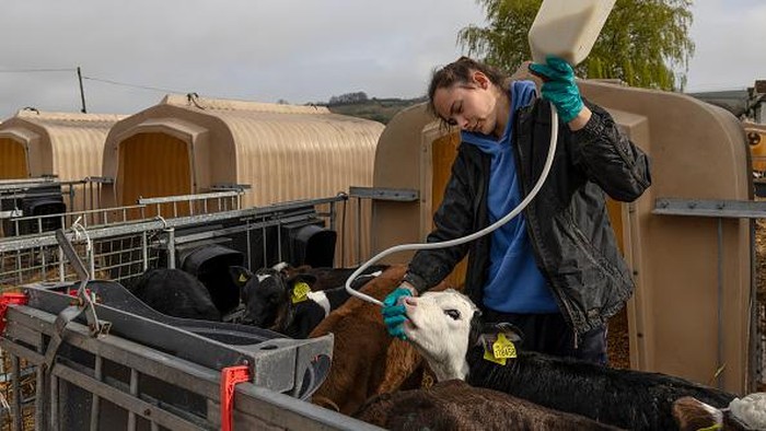 Perang di Ukraina Berdampak ke Peternakan Sapi Perah di Inggris ASHFORD, KENT - APRIL 13: A dairy herd of Friesian cows are milked at PHR Farms on April 13, 2022 in Ashford, Kent. Inflation on farm running costs has risen steadily since the beginning of 2021, coupled with the war in Ukraine affecting the price of fertiliser and diesel the cost of British milk is expected to rise by up to 50% in the coming months. (Photo by Dan Kitwood/Getty Images)