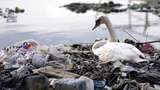 Kasihan, Angsa Ini Sampai Istirahat di Tumpukan Sampah Plastik