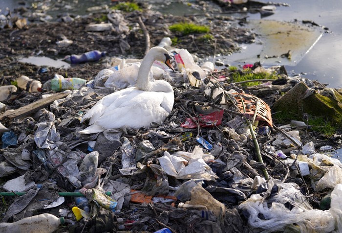 A swan stands between dumped plastic bottles and waste at the Danube river in Belgrade, Serbia, Monday, April 18, 2022. (AP Photo/Darko Vojinovic)
