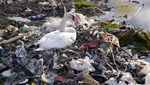 Kasihan, Angsa Ini Sampai Istirahat di Tumpukan Sampah Plastik