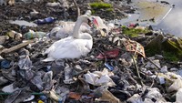 Karena plastik juga bersifat stabil, ia terakumulasi di lautan S.ecara bertahap terurai menjadi potongan-potongan yang lebih kecil, dari makro hingga mikro dan nanoplastik dan bahkan dapat memasuki aliran darah manusia.