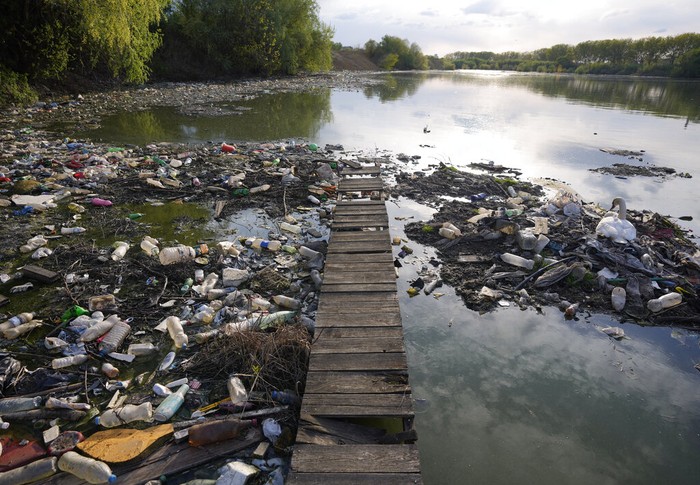 Sampah Plastik A swan stands between dumped plastic bottles and waste at the Danube river in Belgrade, Serbia, Monday, April 18, 2022. (AP Photo/Darko Vojinovic)