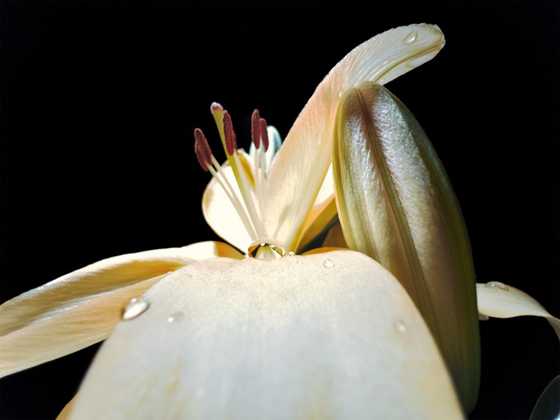 Shot on iPhone Macro Challenge
