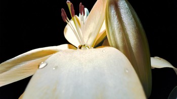 “A Drop of Freedom” oleh Daniel Olah Budapest, Hongaria. Dibidik di iPhone 13 Pro Max. Foto: Apple