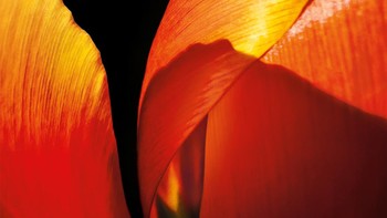 “The Final Bloom” oleh Hojisan Chongqing, Dibidik menggunakan iPhone 13 Pro Max. Foto: Apple