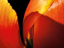 10 Karya Terbaik Kontes Foto Makro iPhone, Siap-siap Terpukau