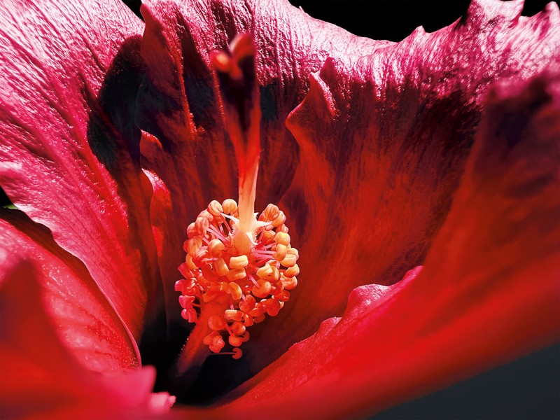 Shot on iPhone Macro Challenge