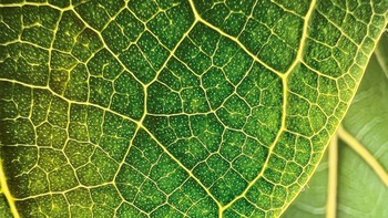 “Leaf Illumination” oleh Trevor Collins Boston, AS. Dibidik di iPhone 13 Pro. Foto: Apple