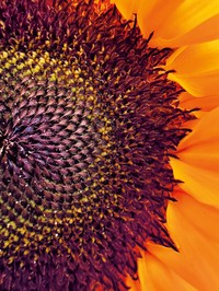 Shot on iPhone Macro Challenge
