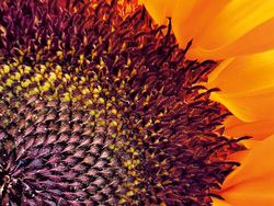 10 Karya Terbaik Kontes Foto Makro iPhone, Siap-siap Terpukau