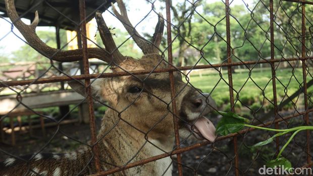 Wisata penangkaran rusa di Kabupaten Bandung