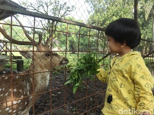 Seru dan Gratis,Yuk Main ke Penangkaran Rusa di Komplek Pemkab Bandung