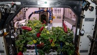 Selain tomat, pada November 2021, astronot NASA menunjukkan momen panen cabai. Butuh waktu 4 bulan hingga akhirnya biji cabai bisa tumbuh menjadi cabai yang bisa dimakan. Foto: ISS Research