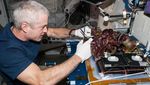 15 Makanan Astronot Saat di Luar Angkasa, Sejak Tahun 1960an!