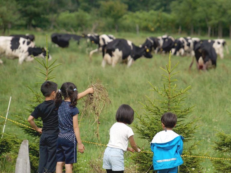 Anak sekolah melihat peternakan sapi