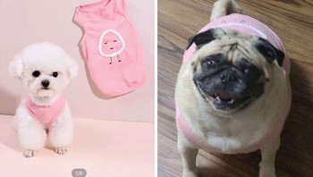Kalau ini jadi makin lucu sih, baju buat anjing kecil malah buat anjing besar. (funny.shein.reviewss via Boredpanda)