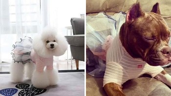 Dalam hati si anjing, Semoga mimpi buruk ini segera berakhir. (funny.shein.reviewss via Boredpanda)