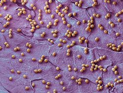 Foto Bagian Tubuh Manusia yang Bikin Mata Tercengang