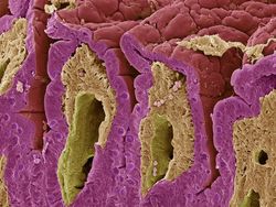 Foto Bagian Tubuh Manusia yang Bikin Mata Tercengang