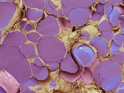 Foto Bagian Tubuh Manusia yang Bikin Mata Tercengang