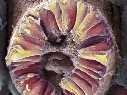 Foto Bagian Tubuh Manusia yang Bikin Mata Tercengang