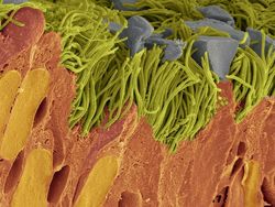 Foto Bagian Tubuh Manusia yang Bikin Mata Tercengang