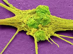 Foto Bagian Tubuh Manusia yang Bikin Mata Tercengang