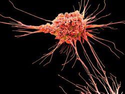 Foto Bagian Tubuh Manusia yang Bikin Mata Tercengang