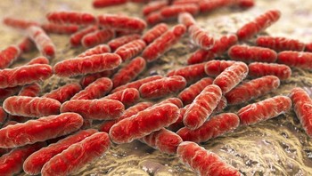 Bakteri Lactobacillus, yang merupakan bagian dari flora normal usus manusia Foto: Brightside