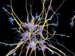 Foto Bagian Tubuh Manusia yang Bikin Mata Tercengang