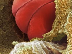 Foto Bagian Tubuh Manusia yang Bikin Mata Tercengang