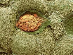 Foto Bagian Tubuh Manusia yang Bikin Mata Tercengang