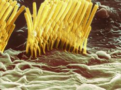 Foto Bagian Tubuh Manusia yang Bikin Mata Tercengang