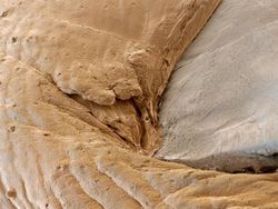 Foto Bagian Tubuh Manusia yang Bikin Mata Tercengang