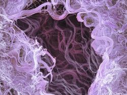 Foto Bagian Tubuh Manusia yang Bikin Mata Tercengang