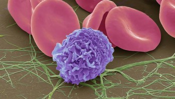 Sel darah merah, sel darah putih tunggal, dan trombosit (hijau) dengan untaian fibrin Foto: via Brightside