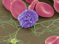 Foto Bagian Tubuh Manusia yang Bikin Mata Tercengang