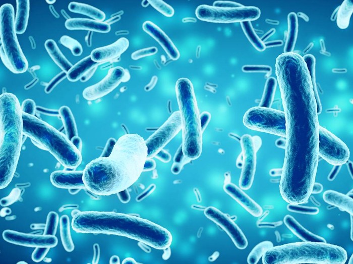 Ilustrasi bakteri Salmonella