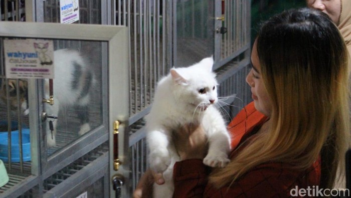 jasa penitipan kucing di jombang
