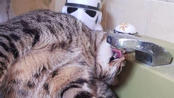 Haus banget apa nih? Awas keseleo itu leher, cing. (weirdlilguys via Boredpanda)