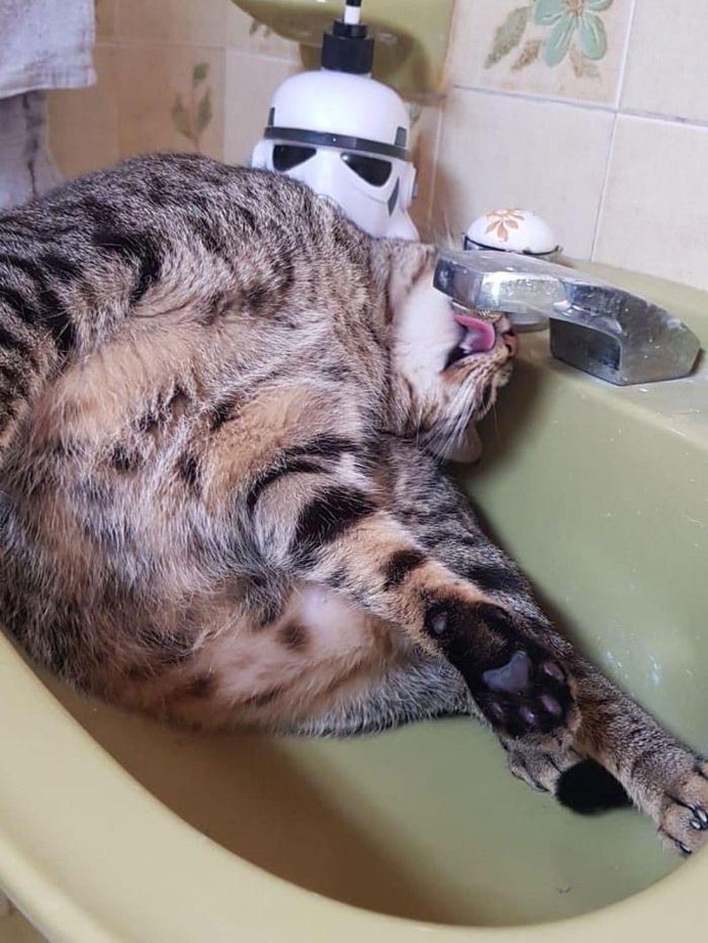 Konyol! Aksi Kucing yang Bikin Geleng-geleng Kepala