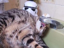 Aksi Konyol Kucing yang Bikin Geleng-geleng Kepala
