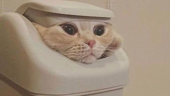 Main petak umpet ya, sampai masuk ke tempat sampah begitu. (weirdlilguys via Boredpanda)