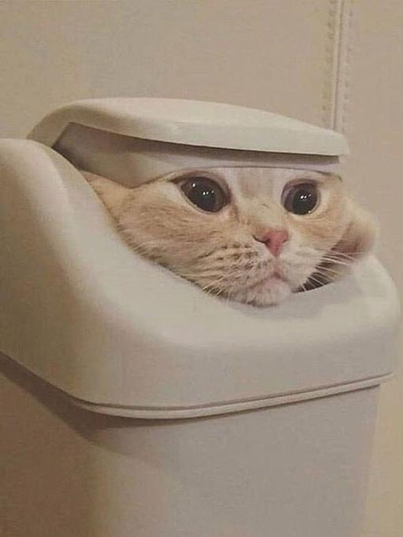 Konyol! Aksi Kucing yang Bikin Geleng-geleng Kepala