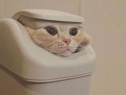 Aksi Konyol Kucing yang Bikin Geleng-geleng Kepala