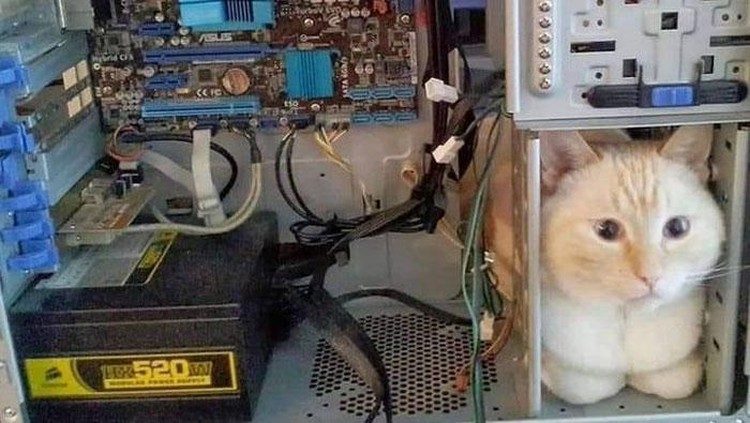 Konyol! Aksi Kucing yang Bikin Geleng-geleng Kepala